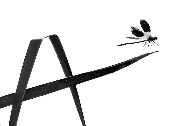 3rd-Butterflies-Dragonfly Alphabet Calligraphy-Dmitrii Melgunov-CUPOTY 7-WEB